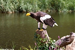 s1902_Errel2000_Avifauna_180820.jpg