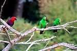 s1919_Errel2000_Avifauna_180820.jpg