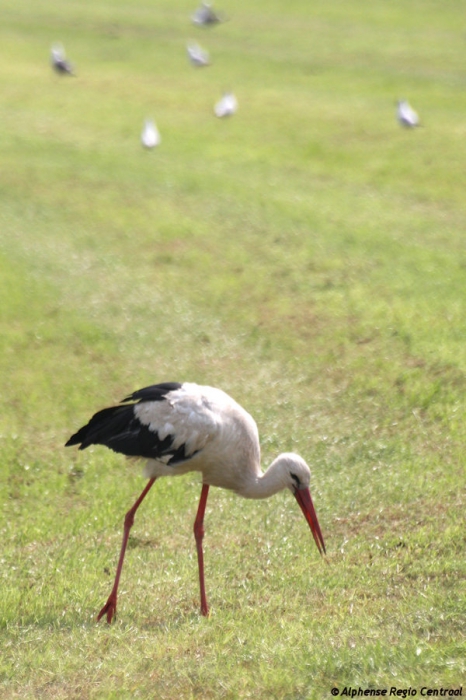 Klik op de foto om originele grootte te bekijken