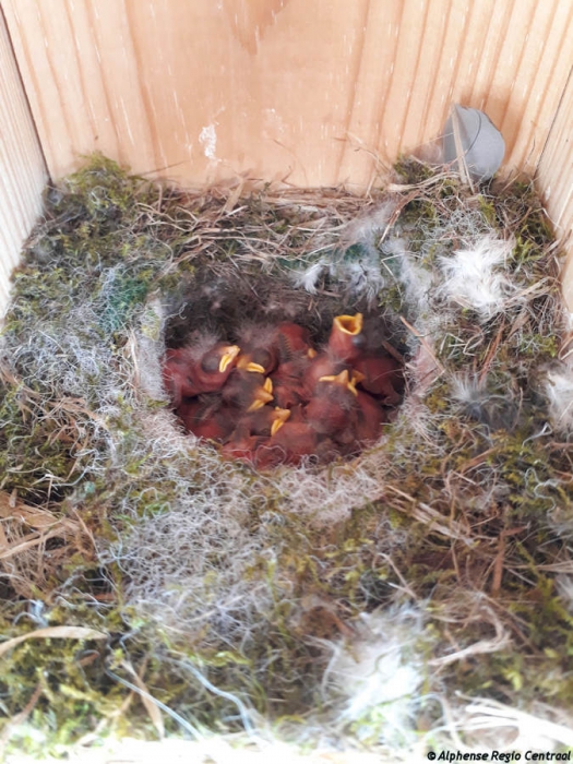 Klik op de foto om originele grootte te bekijken