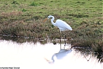 Bestandsnaam=s6103_Errel2000_Grote_Zilverreiger_De_Wilck.jpg
Bestandsgrootte=124KiB
Afmetingen = 900x600
Datum toegevoegd = 25 jun 2019 s6103_Errel2000_Grote_Zilverreiger_De_Wilck.jpg
