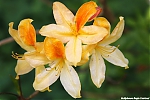 Bestandsnaam=s7611_ARC-Foto_Rhododendron.jpg
Bestandsgrootte=126KiB
Afmetingen = 900x600
Datum toegevoegd = 28 mei 2020 s7611_ARC-Foto_Rhododendron.jpg
