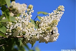 Bestandsnaam=s7613_ARC-Foto_Lilac_Bloesem.jpg
Bestandsgrootte=123KiB
Afmetingen = 900x600
Datum toegevoegd = 28 mei 2020 s7613_ARC-Foto_Lilac_Bloesem.jpg