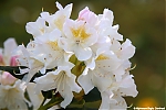 Bestandsnaam=s7638_ARC-Foto_Rhododendrons_Burg_Visserpark.jpg
Bestandsgrootte=123KiB
Afmetingen = 900x600
Datum toegevoegd = 28 mei 2020 s7638_ARC-Foto_Rhododendrons_Burg_Visserpark.jpg
