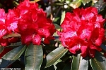 Bestandsnaam=s7639_ARC-Foto_Rhododendrons_Burg_Visserpark.jpg
Bestandsgrootte=122KiB
Afmetingen = 900x600
Datum toegevoegd = 28 mei 2020 s7639_ARC-Foto_Rhododendrons_Burg_Visserpark.jpg