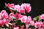 Bestandsnaam=s7645_ARC-Foto_Rhododendrons_Burg_Visserpark.jpg
Bestandsgrootte=123KiB
Afmetingen = 900x600
Datum toegevoegd = 28 mei 2020 s7645_ARC-Foto_Rhododendrons_Burg_Visserpark.jpg