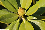 Bestandsnaam=s7647_ARC-Foto_Rhododendrons_Burg_Visserpark.jpg
Bestandsgrootte=123KiB
Afmetingen = 900x600
Datum toegevoegd = 28 mei 2020 s7647_ARC-Foto_Rhododendrons_Burg_Visserpark.jpg