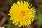 s8788_Errel2000_Paardenbloem.jpg